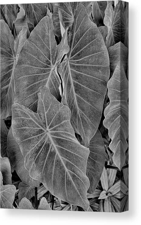 Tropical Canvas Print featuring the photograph Tropical Plantation Maui Study 18 by Robert Meyers-Lussier