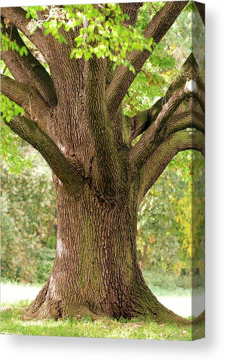 Oak Woodland Canvas Print featuring the photograph Trunk Close-up Of Old Oak Tree In Late by Sieboldianus