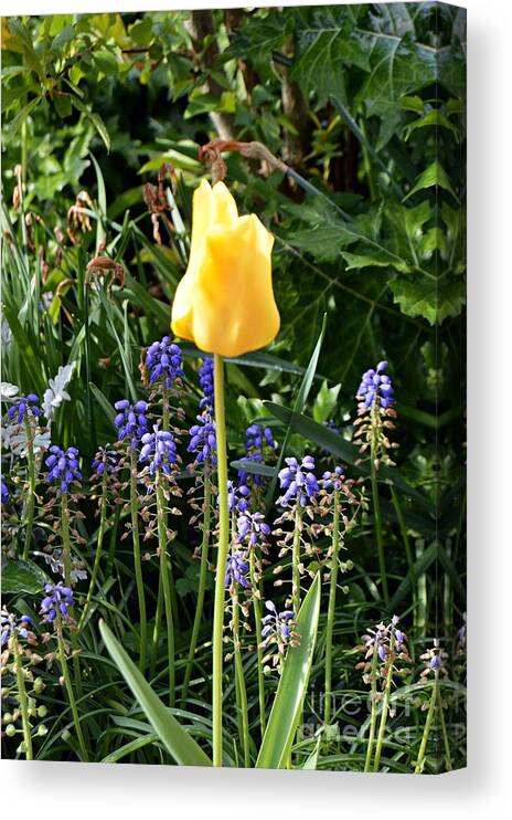 Flower Canvas Print featuring the photograph Tulip by Thomas Schroeder