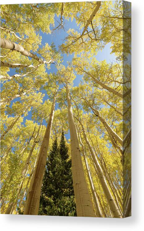 Forest Canvas Print featuring the photograph Upward by Dustin LeFevre