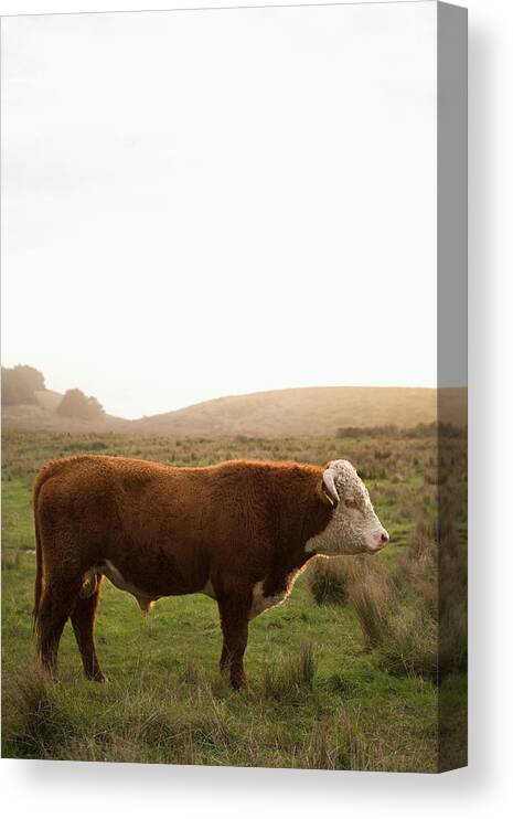 Domestic Animals Canvas Print featuring the photograph Usa, California, Napa, Cow In Field by Ray Kachatorian