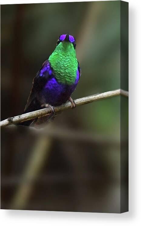 Birds Canvas Print featuring the photograph Violet-crowned Woodnymph by Alan Lenk