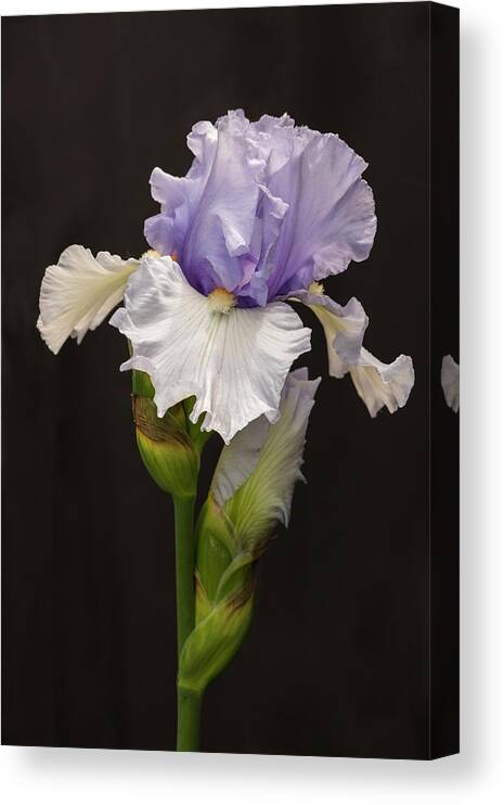5dmkiv Canvas Print featuring the photograph Violet Iris by Mark Mille