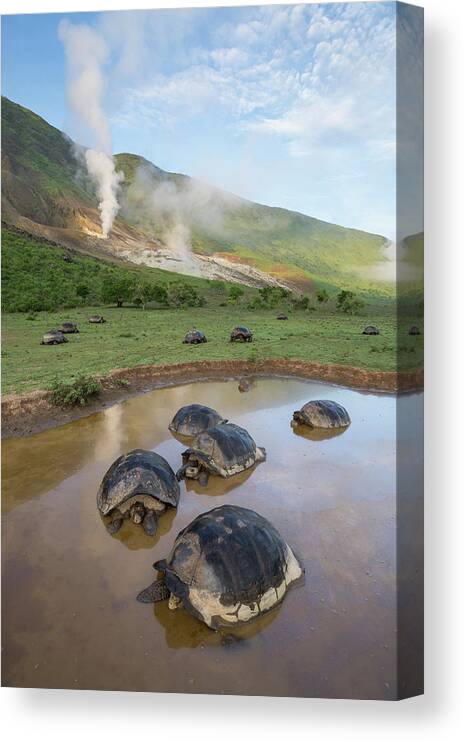 Animal Canvas Print featuring the photograph Volcan Alcedo Tortoises Wallowing by Tui De Roy