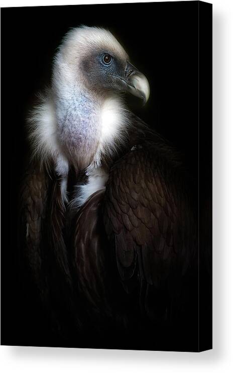 Vulture Canvas Print featuring the photograph Vulture Portrait II by Santiago Pascual Buye