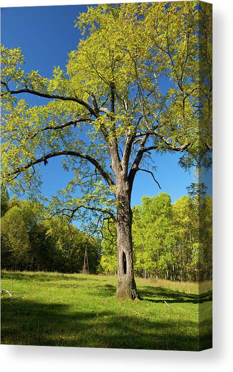 Hardwood Tree Canvas Print featuring the photograph Walnut Tree by Mountainberryphoto