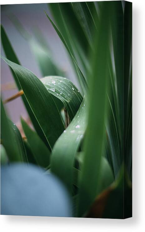 Leaf Canvas Print featuring the photograph Water Droplets On Green Leaf by Cavan Images