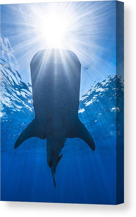 Shark Canvas Print featuring the photograph Whale Shark And Sun by Barathieu Gabriel