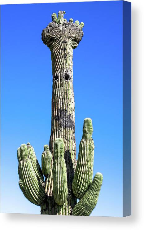 Saguaro Canvas Print featuring the photograph What Do You See by Melisa Elliott