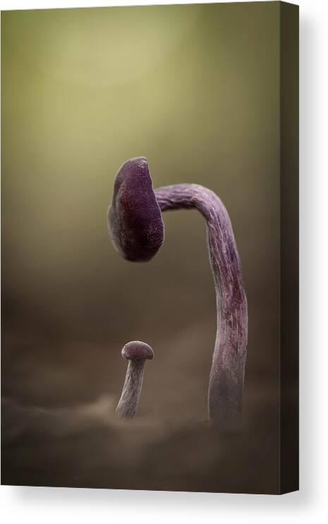 Storytelling Canvas Print featuring the photograph What Have You Done by Daan De Vos