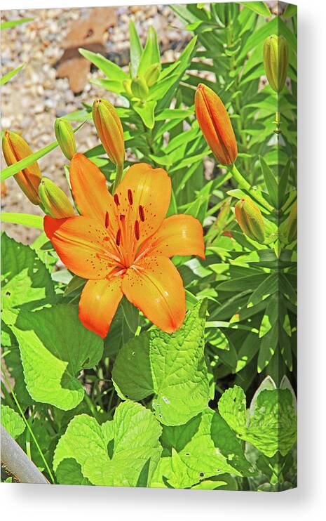 Up Tiger Lilly Orange Pods Stamen Green Leaf And Gravel Background Canvas Print featuring the photograph What's Up Tiger Lilly orange pods stamen green leaf and gravel background 2 6272019 5852. by David Frederick