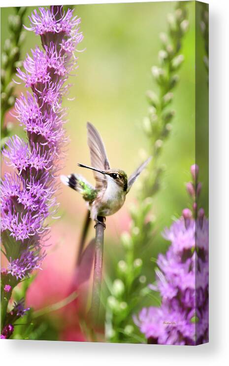 Hummingbird Canvas Print featuring the photograph Whimsical Hummingbird by Christina Rollo