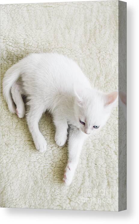White Canvas Print featuring the photograph White Cat by Jelena Jovanovic