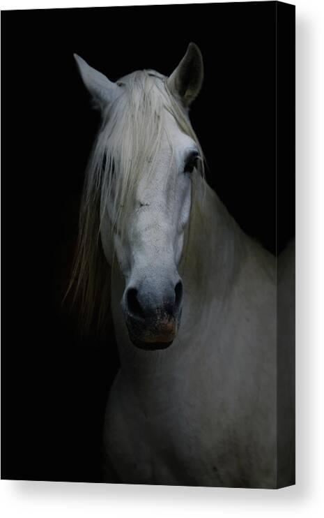 Horse Canvas Print featuring the photograph White Horse In Shadow by Christiana Stawski
