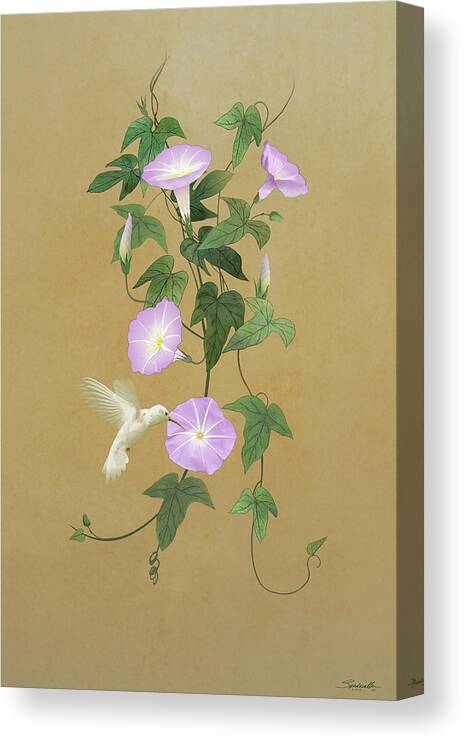 Bird Canvas Print featuring the digital art White Hummingbird and Morning Glory Vine by M Spadecaller