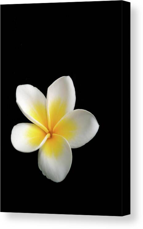 Black Color Canvas Print featuring the photograph White On Black Plumeria by Rodkosmos