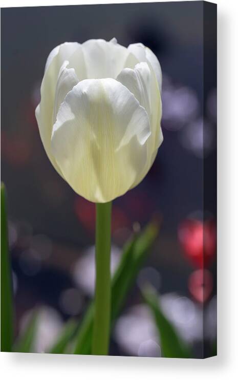Flower Canvas Print featuring the photograph White Tulip by Dawn Cavalieri