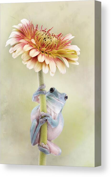Frog Canvas Print featuring the photograph White's Tree Frog Holding A Gerbera Flower by Linda D Lester
