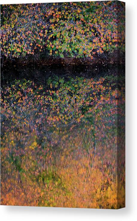 Wild Cherry Canvas Print featuring the photograph Wild Cherry tree in the Fall, golden reflections on the river by Anita Nicholson