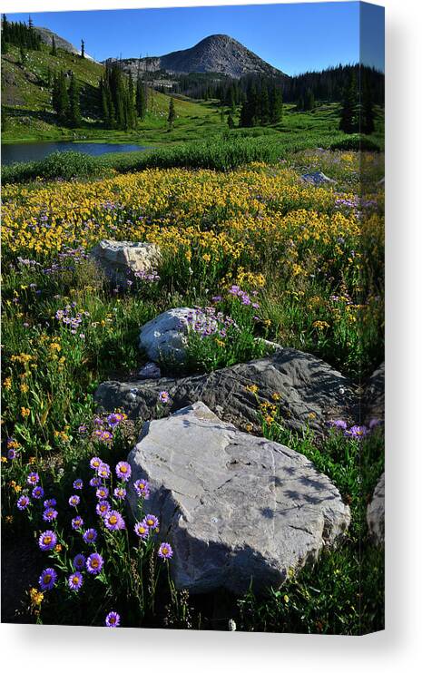 Snowy Range Mountains Canvas Print featuring the photograph Wildflowers Bloom in Snowy Range by Ray Mathis
