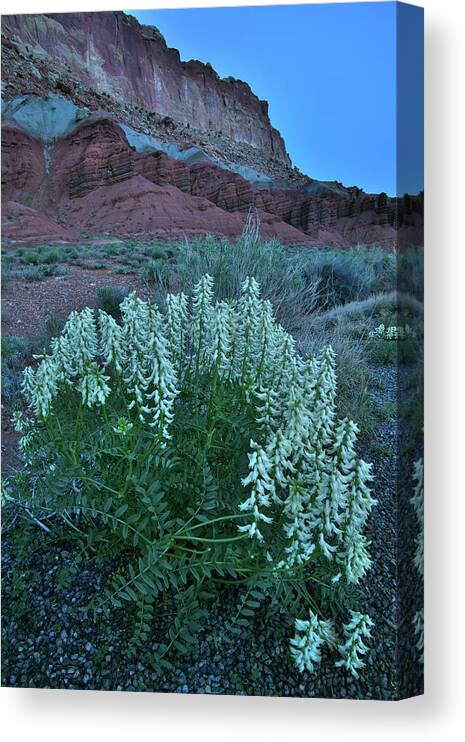 Capitol Reef National Park Canvas Print featuring the photograph Wildflowers in the Dark in Capitol Reef NP by Ray Mathis