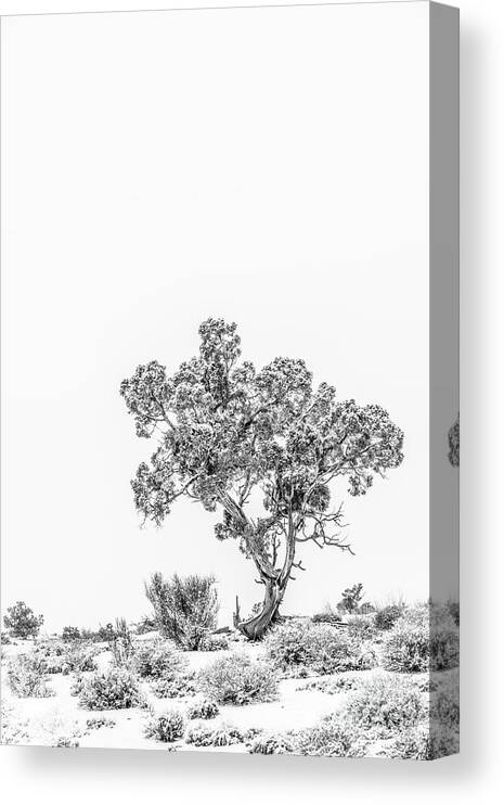 Tree Canvas Print featuring the photograph Winter Bonsai by Melissa Lipton
