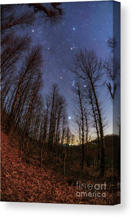 Nobody Canvas Print featuring the photograph Winter Constellations Over Hyrcanian Forests by Amirreza Kamkar / Science Photo Library