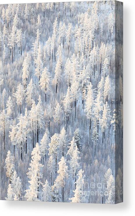 Country Canvas Print featuring the photograph Winter Forest With Frosty Trees Aerial by Vladimir Melnikov