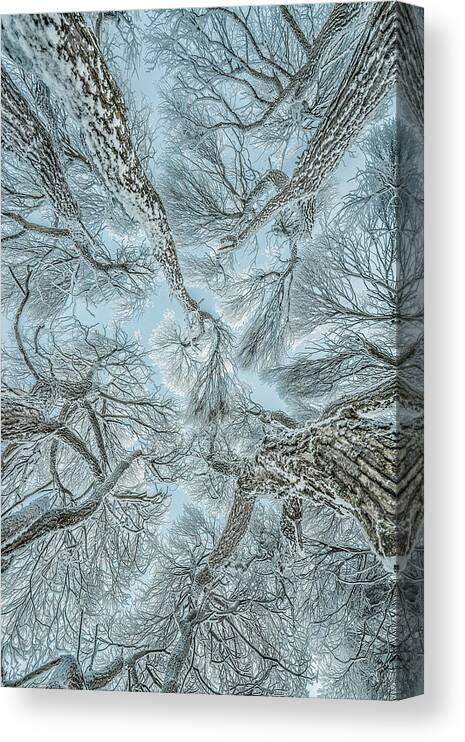 Winter Canvas Print featuring the photograph Winter Frost by Petri Damstn