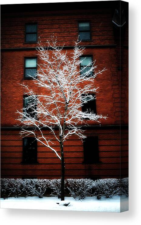 Tranquility Canvas Print featuring the photograph Winter In Minneapolis by Nattapol Pornsalnuwat