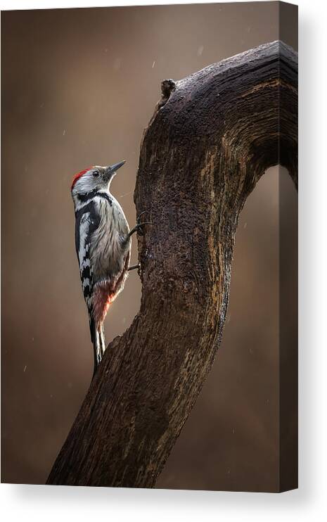 Woodpecker
Winter
Rain
Wet
Light
Poland
Wildlife
Wild Canvas Print featuring the photograph Winter Morning Woodpecker by Kieran O Mahony