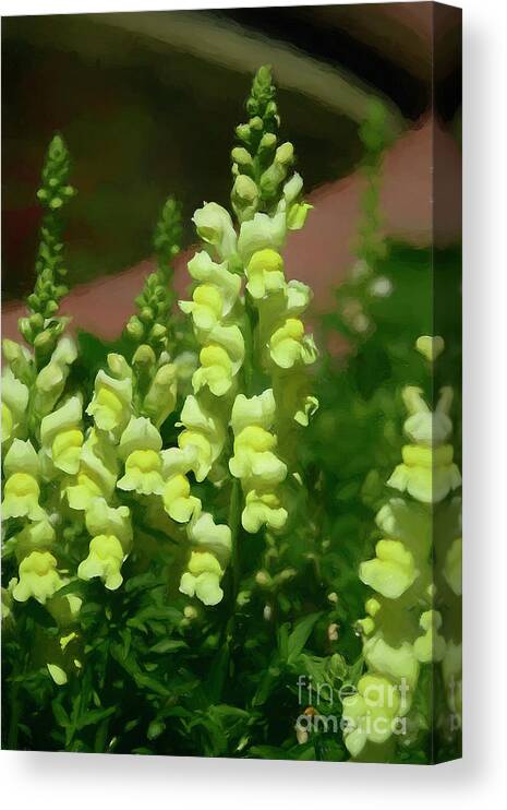 Flowers Canvas Print featuring the photograph Yellow Snap Dragons by Kathy Baccari