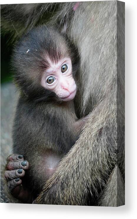 00648212 Canvas Print featuring the photograph Young Japanese Macaque by Hiroya Minakuchi