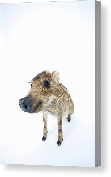 Animal Nose Canvas Print featuring the photograph Young Wild Boar Sus Scrofa by Yasuhide Fumoto
