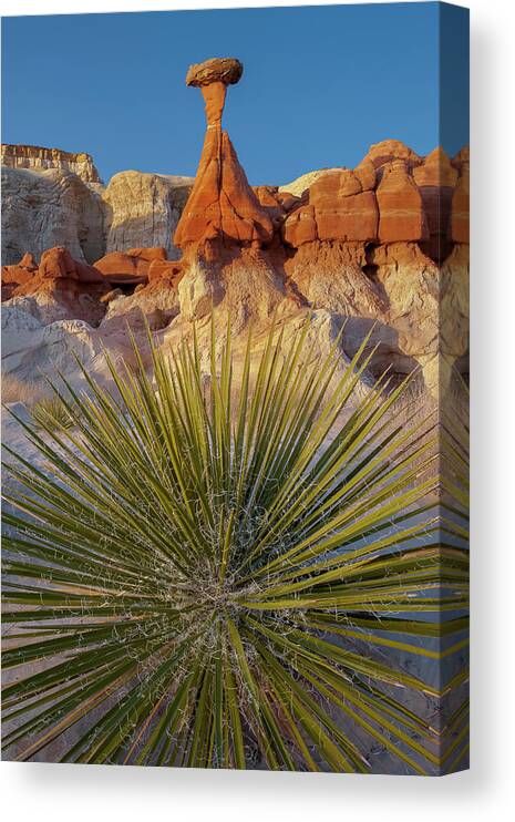 Jeff Foott Canvas Print featuring the photograph Yucca And Toadstook Rock by Jeff Foott