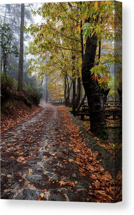 Autumn Canvas Print featuring the photograph Autumn landscape with trees and Autumn leaves on the ground after rain by Michalakis Ppalis