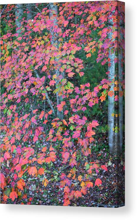 North America Canvas Print featuring the photograph Autumn White Poplar Leaves #1 by Charles Floyd