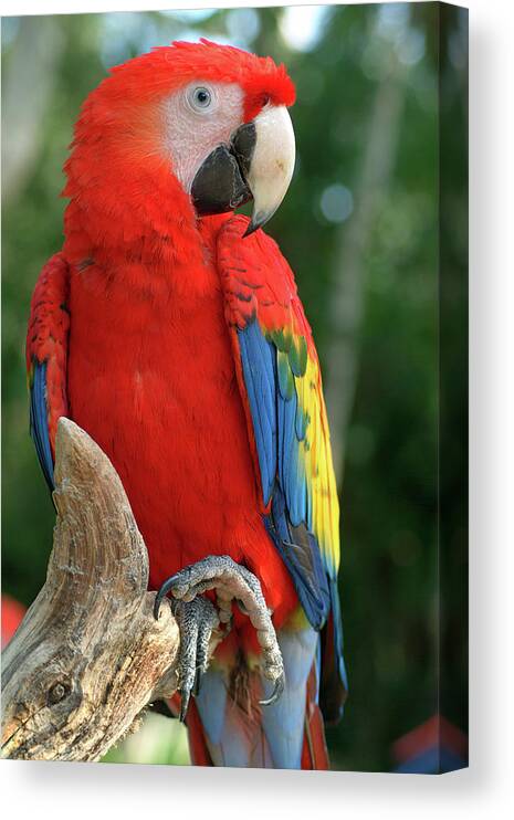 Scarlet Macaw Canvas Print featuring the photograph Colors of the Rainbow by Melissa Southern