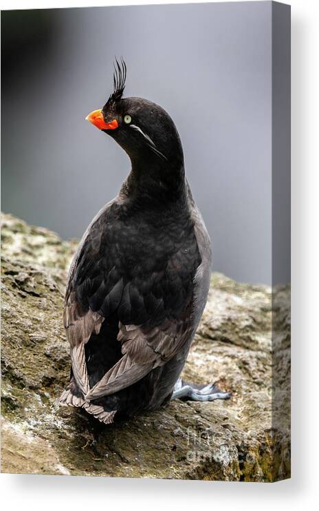 Aethia Cristatella Canvas Print featuring the photograph Crested Auklet #1 by Robert Goodell