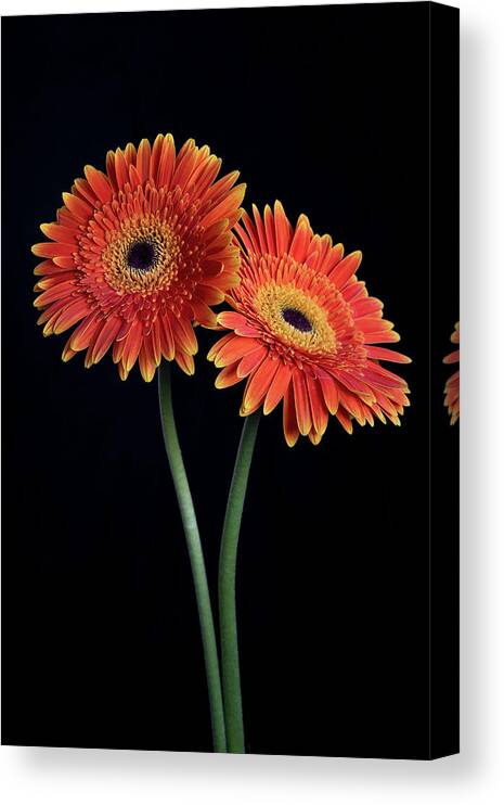 Daisies Canvas Print featuring the photograph Fresh Daisy flower isolated on black background #1 by Michalakis Ppalis