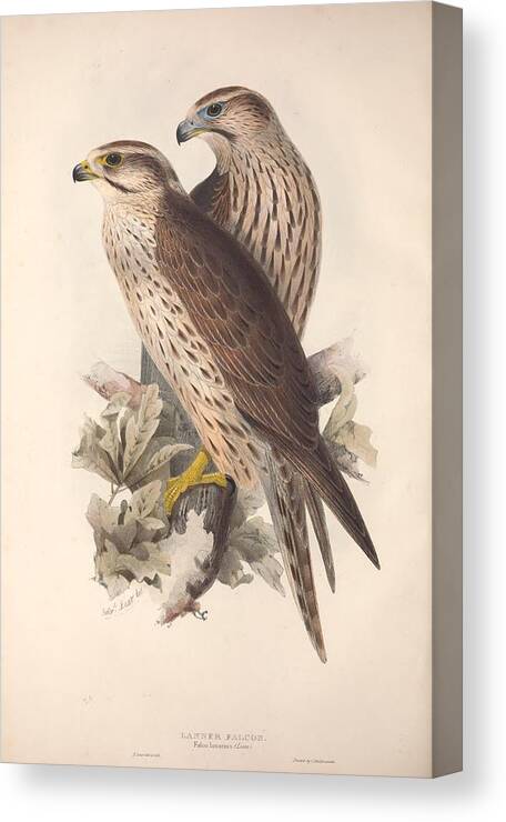 John Canvas Print featuring the mixed media Lanner Falcon #1 by World Art Collective