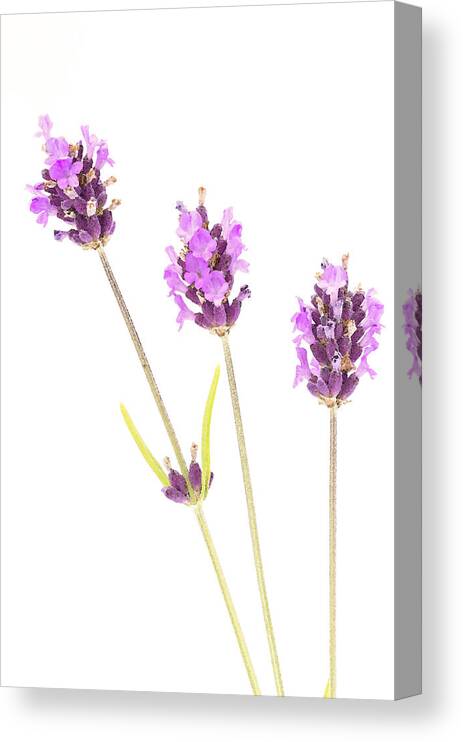 Lavender Canvas Print featuring the photograph Lavender #1 by Tanya C Smith