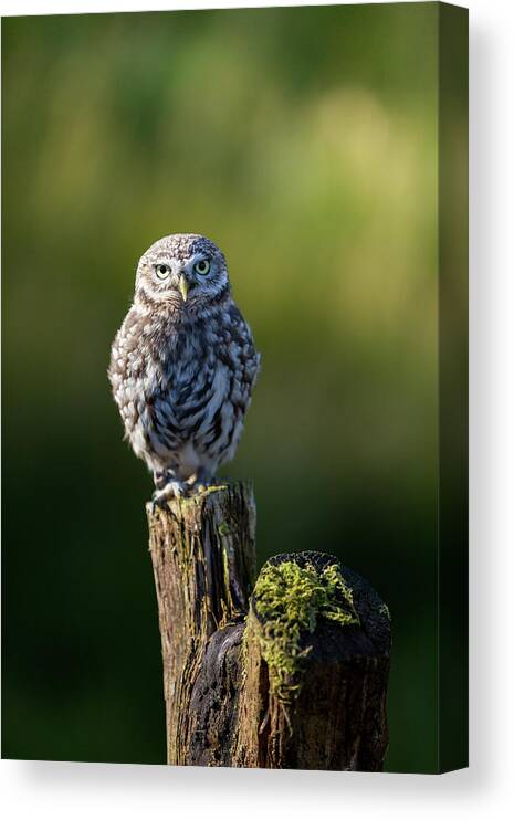 Little Owl Canvas Print featuring the photograph Little Owl by Anita Nicholson