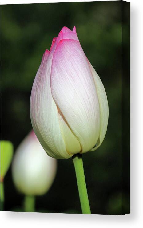 Flower Canvas Print featuring the photograph Lovely Lines #2 by Carolyn Stagger Cokley