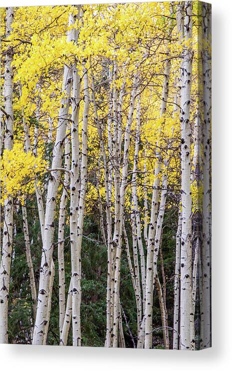 Fine Art Canvas Print featuring the photograph Peaceful Morning #1 by Kim Sowa