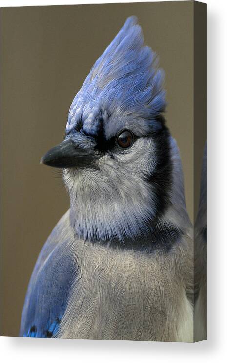 Bluejay Canvas Print featuring the photograph Portrait of a Bluejay #1 by Timothy McIntyre