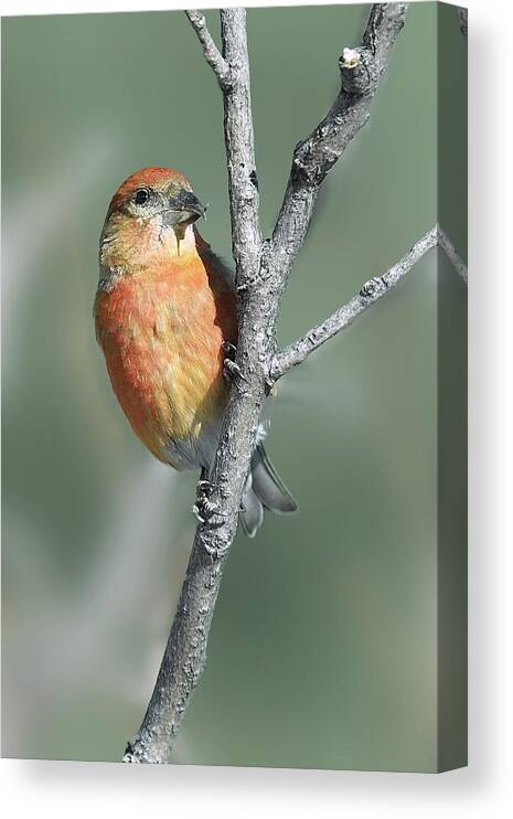 Bird Canvas Print featuring the photograph Red Crossbill #1 by Alan Lenk