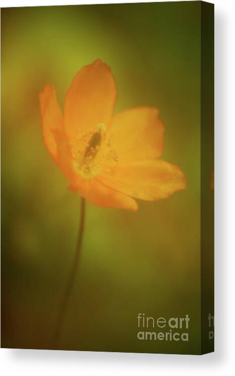 Botanical Canvas Print featuring the photograph Solace for the Soul #1 by Venetta Archer