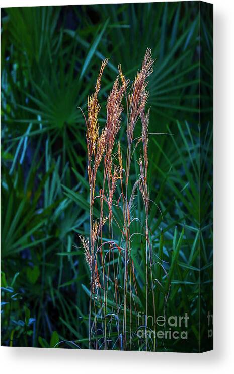 Grass Canvas Print featuring the photograph Tall Grass in Sunlight #1 by Tom Claud
