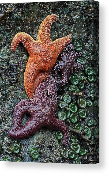 Olympic National Park Canvas Print featuring the photograph Tide Pool #1 by Paul Schultz